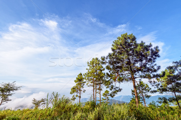 Pine trees on the mountain Stock photo © Yongkiet