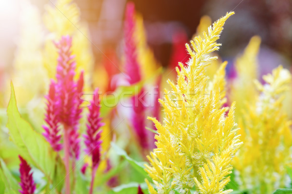 Celosia Argentea flower Stock photo © Yongkiet