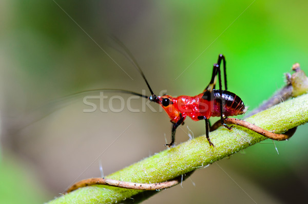 Conocephalus Melas tiny red Cricket Stock photo © Yongkiet