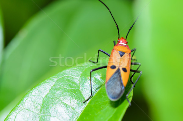 Rood katoen bug groen blad blad Stockfoto © Yongkiet