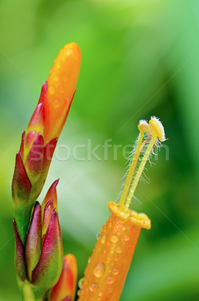 Flowers of Sanchezia Stock photo © Yongkiet