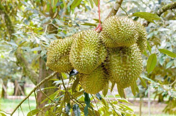 Durian on tree King of fruits in Thailand Stock photo © Yongkiet