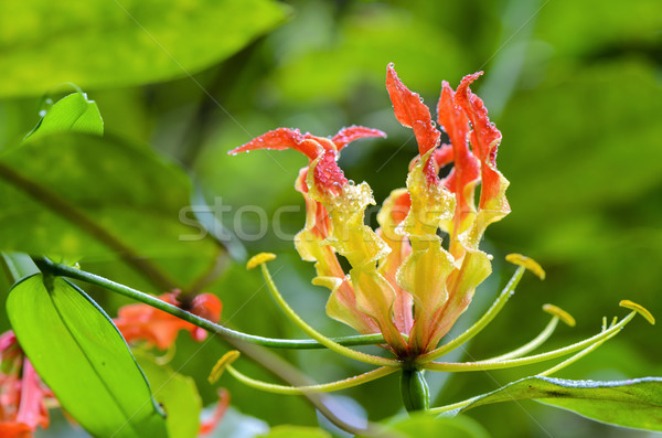 Stock photo: Gloriosa Superba or Climbing Lily flower