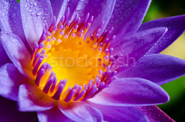 美しい 紫色 黄色 水滴 ストックフォト © Yongkiet