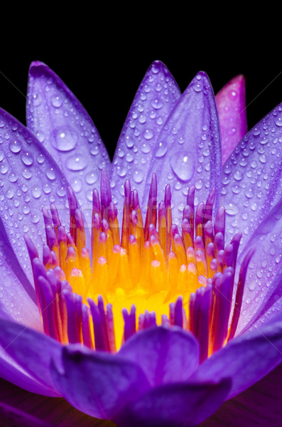 Macro yellow carpel of purple Lotus flower Stock photo © Yongkiet