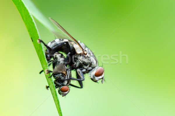 Flesh Fly mating Stock photo © Yongkiet