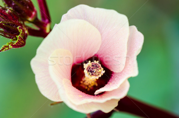 Jamaica hibiszkusz virág közelkép rózsaszín virág virág Stock fotó © Yongkiet