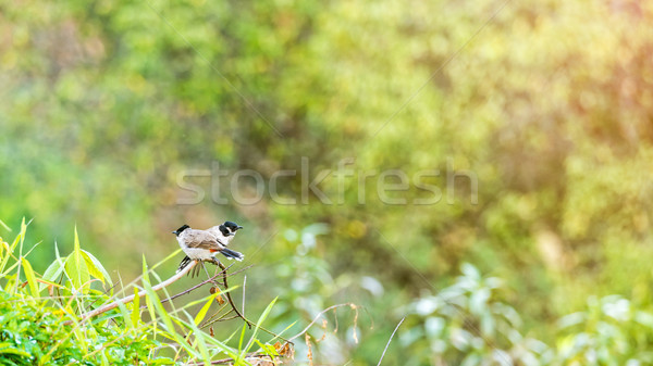 Pycnonotus Aurigaster Birds Stock photo © Yongkiet