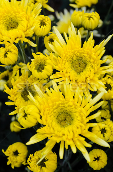 Amarillo crisantemo flores árbol superior Foto stock © Yongkiet