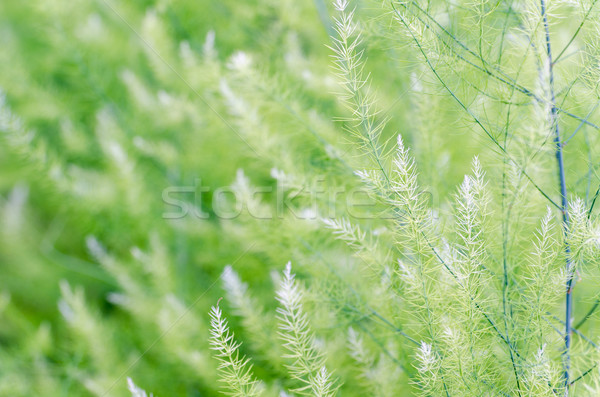 Background small green leaves Stock photo © Yongkiet