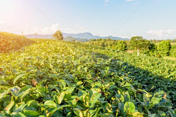 Green tea plantation Stock photo © Yongkiet