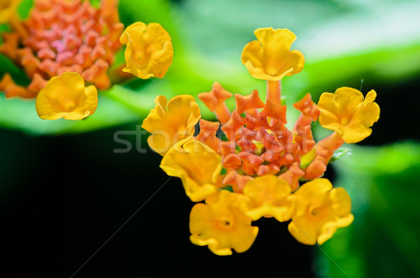 Small flowers of Lantana Camara Stock photo © Yongkiet
