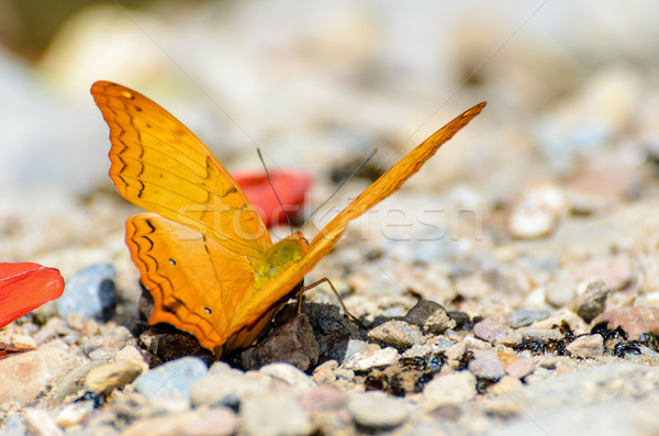 Cruiser butterfly with orange feeding on the ground Stock photo © Yongkiet
