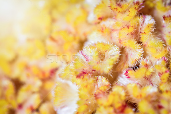 Macro yellow Cockscomb flower  Stock photo © Yongkiet