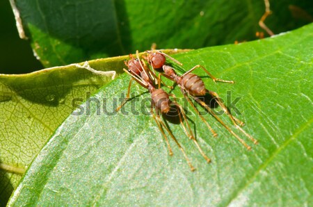 Weaver Ants or Green Ants (Oecophylla smaragdina) Stock photo © Yongkiet