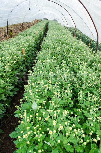 Stock photo: Inside greenhouse of Chrysanthemum flowers farms