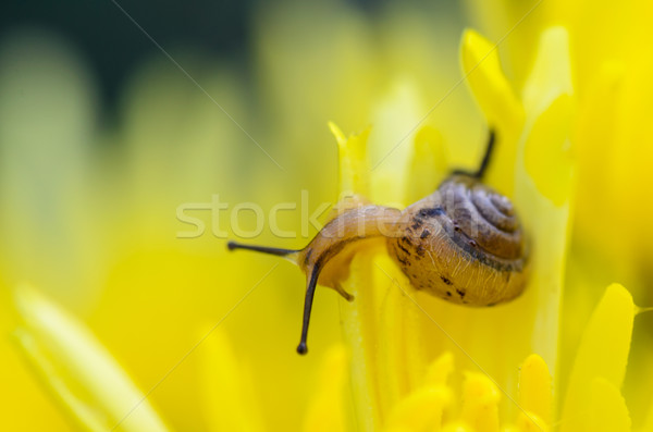 Close up Snail on yellow Chrysanthemum flowers Stock photo © Yongkiet