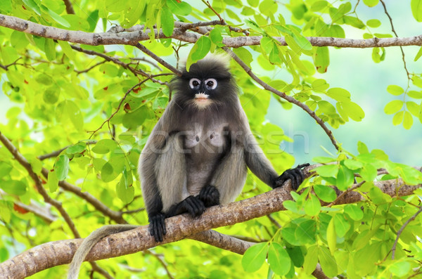 Dusky leaf monkey or Trachypithecus obscurus on tree Stock photo © Yongkiet