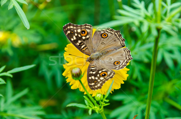 Close up Lemon Pansy butterfly Stock photo © Yongkiet