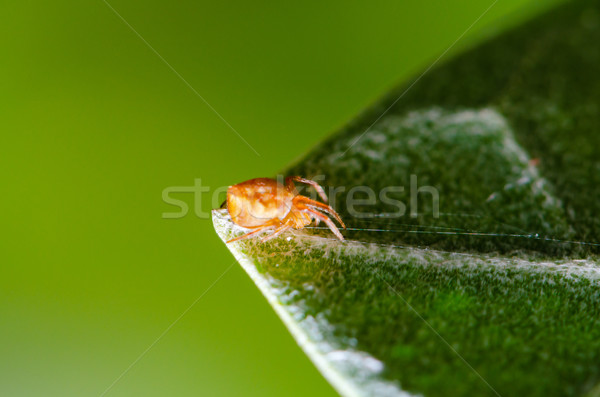 Springen spin groen blad web buit Stockfoto © Yongkiet