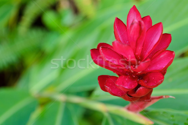 商業照片: 紅色 ·姜·花· 植物 · 花卉 · 成長