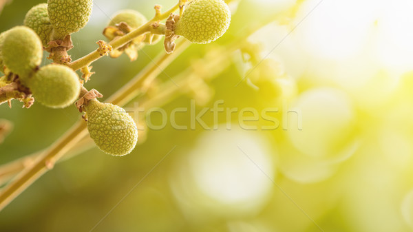 Zöld nyár kicsi gyümölcs ág természetes Stock fotó © Yongkiet