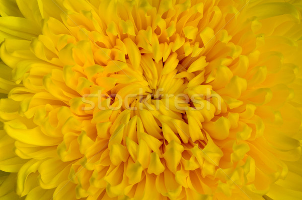 Amarelo crisântemo flor topo centro Foto stock © Yongkiet