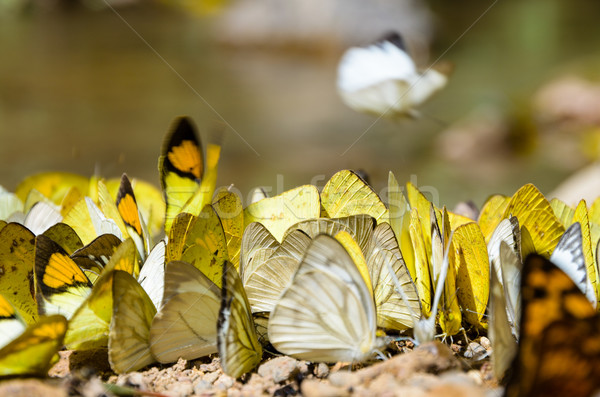 Large group of butterfly feeding on the ground. Stock photo © Yongkiet