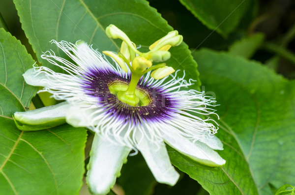 Exotic beautiful flower Stock photo © Yongkiet