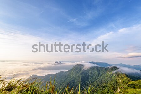 Morning in Phu Chi Fa Forest Park Stock photo © Yongkiet