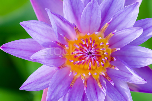 Close up top of Purple Lotus ( Nymphaea Nouchali ) Stock photo © Yongkiet