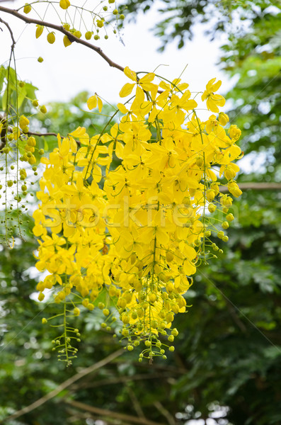 Purging Cassia or Ratchaphruek flowers ( Cassis fistula ) Stock photo © Yongkiet
