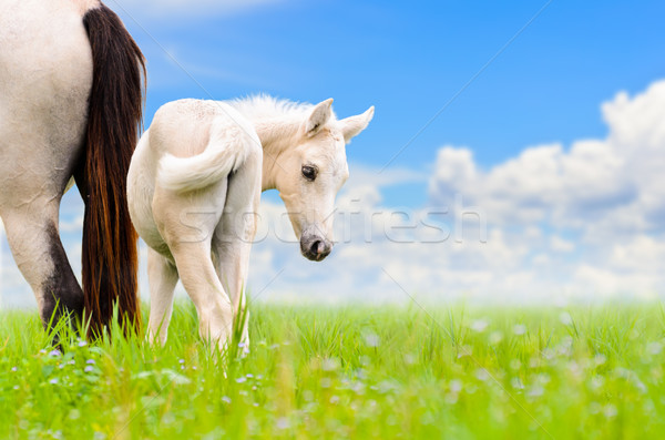 Fehér ló kanca csikó égbolt néz gyanú Stock fotó © Yongkiet