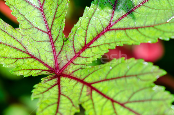 Closeup texture on leaf Stock photo © Yongkiet