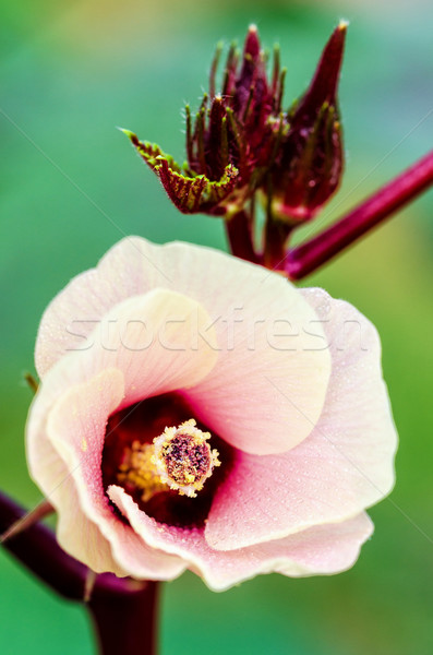 Jamaica Sorrel or Hibiscus Sabdariffa flower Stock photo © Yongkiet