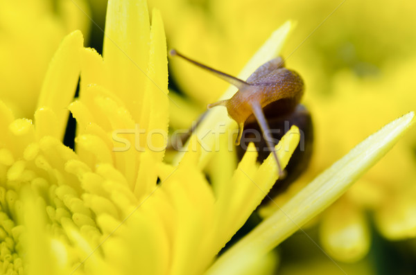 Close up Snail on yellow Chrysanthemum flowers Stock photo © Yongkiet