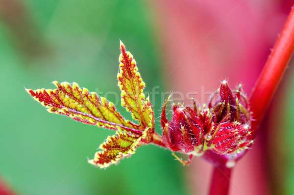 Closeup green red on leaf and fruit Stock photo © Yongkiet