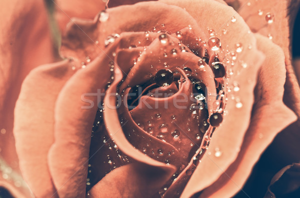 Jahrgang rote Rose Wassertropfen Frische Blume Stock foto © Yongkiet