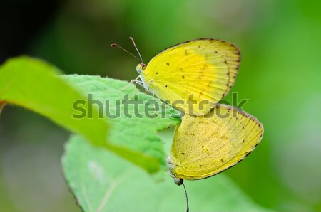 Common Grass Yellow butterfly mating Stock photo © Yongkiet