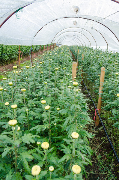 Stock photo: Inside greenhouse of Chrysanthemum flowers farms