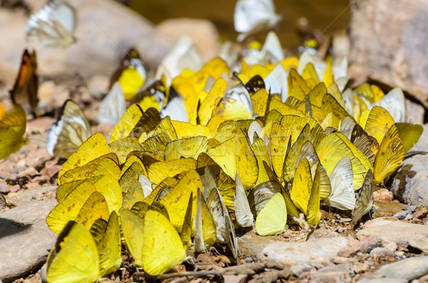 Large group of butterfly feeding on the ground. Stock photo © Yongkiet