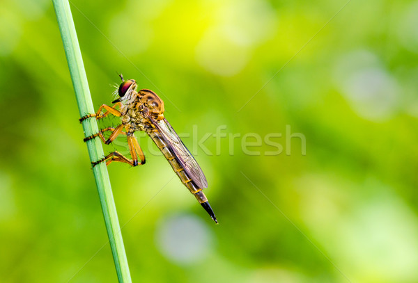 Robber Fly - Family Asilidae Stock photo © Yongkiet