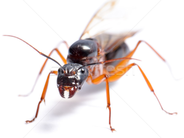 Black Carpenter Ant (Camponotus pennsylvanicus) Stock photo © Yongkiet