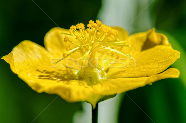 Foto d'archivio: Piccolo · giallo · polline · fiori · indian