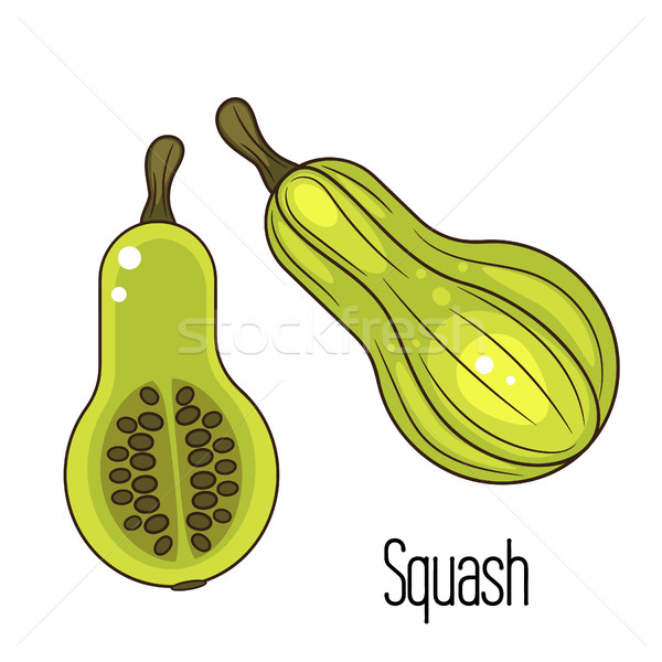 Green squash or zucchini vector illustration. Stock photo © yopixart