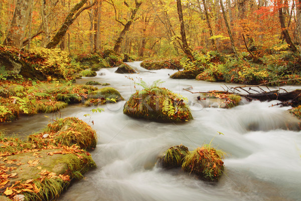 Otono colores río naturaleza paisaje hoja Foto stock © yoshiyayo