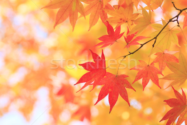 Jesienny kolorowy pozostawia klon drzewo drewna Zdjęcia stock © yoshiyayo