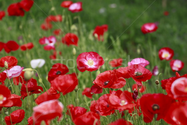 Rood mais poppy groene veld Stockfoto © yoshiyayo