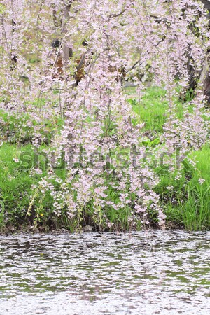 Completo fiore fiori primavera parco Foto d'archivio © yoshiyayo