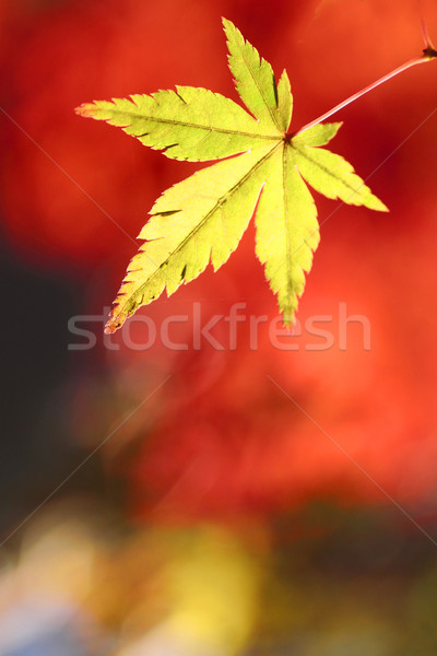 Kleurrijk bladeren natuur achtergrond oranje Stockfoto © yoshiyayo